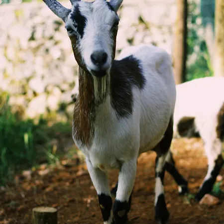 Casa Oliva - Casa Da Serra Porto de Mós