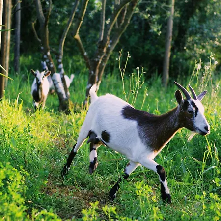 Apartamento Casa Oliva - Casa Da Serra Porto de Mós